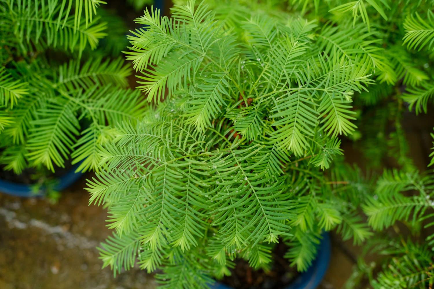 Metasequoia