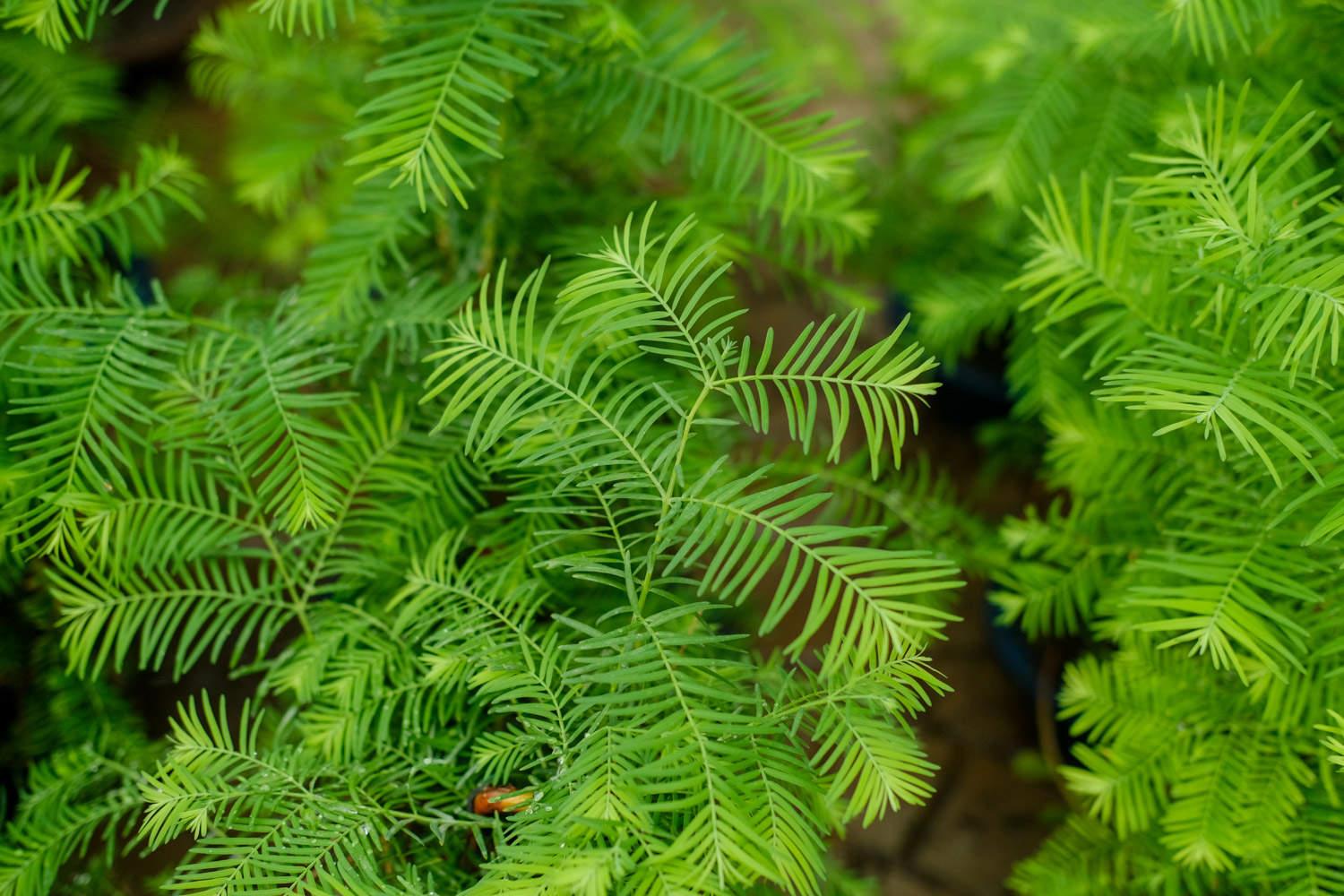 Metasequoia