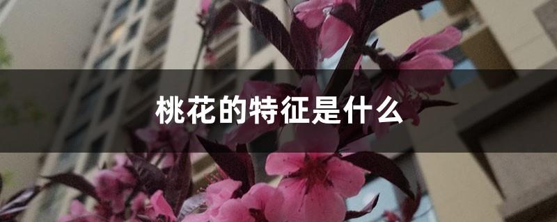 What are the characteristics of peach blossoms