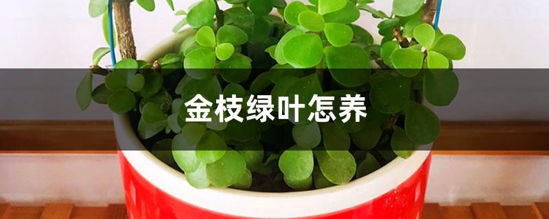 How to grow golden branches and jade leaves, how to water them?