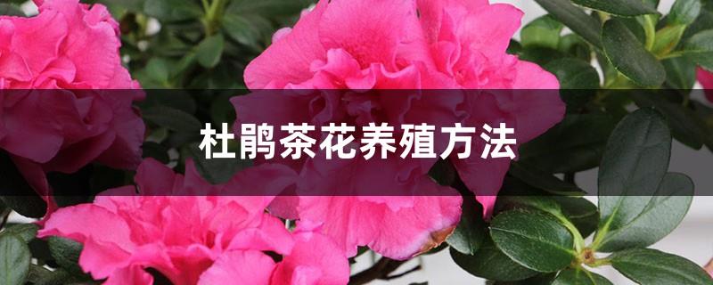 Camellia and Rhododendron Breeding Methods