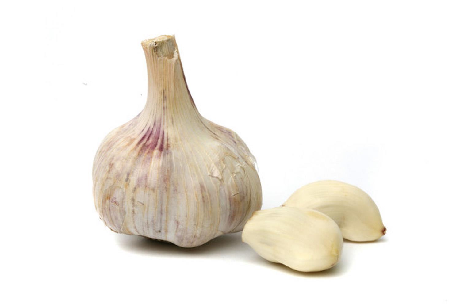 Garlic