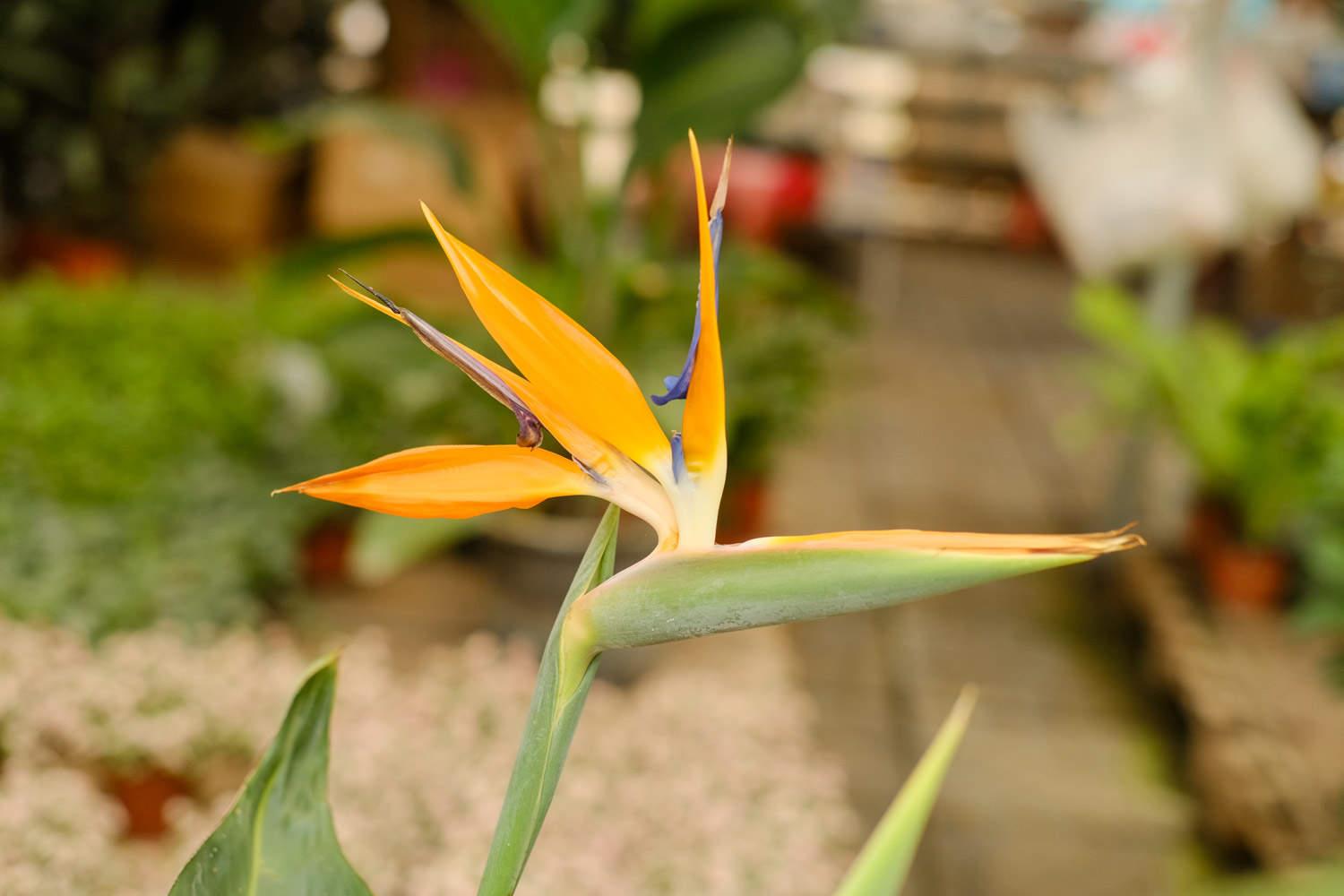 Strelitzia reginae