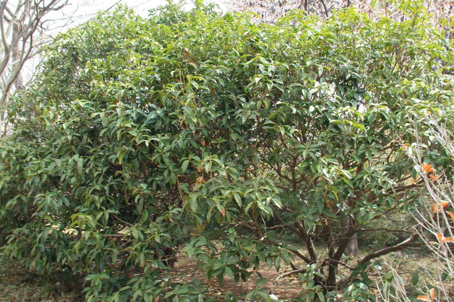 Osmanthus