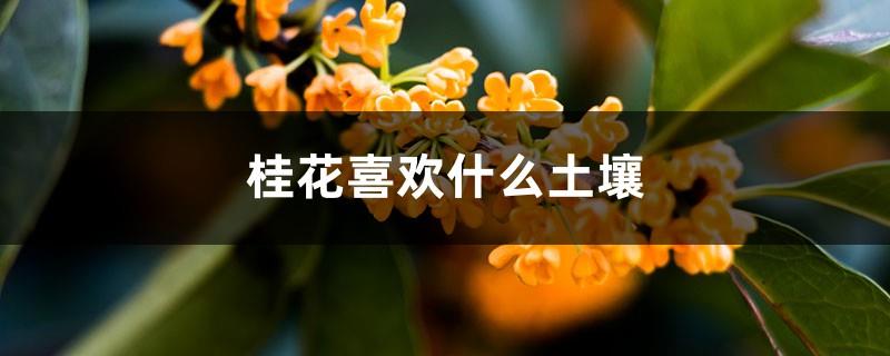 What soil does Osmanthus like