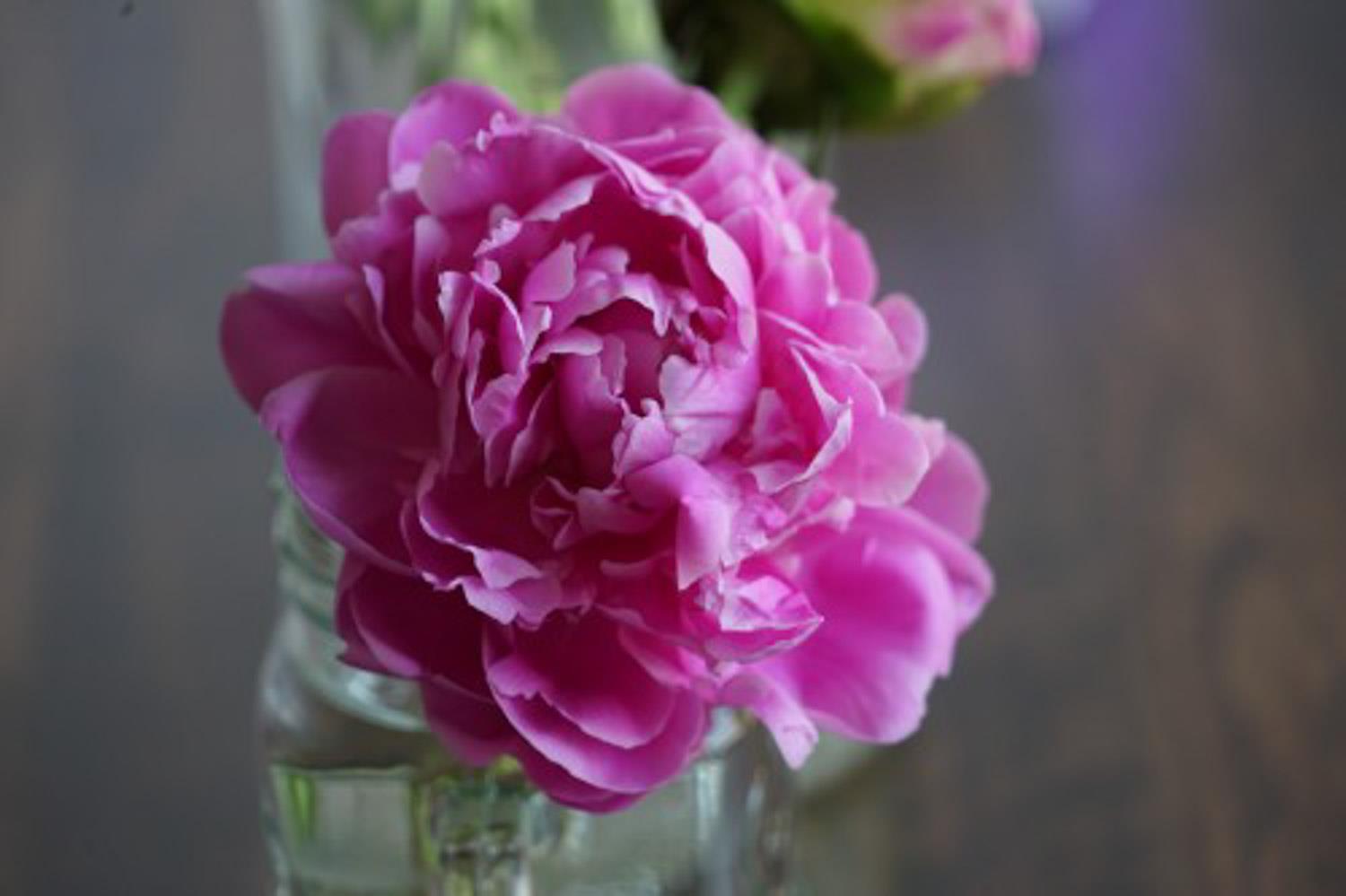 Peony