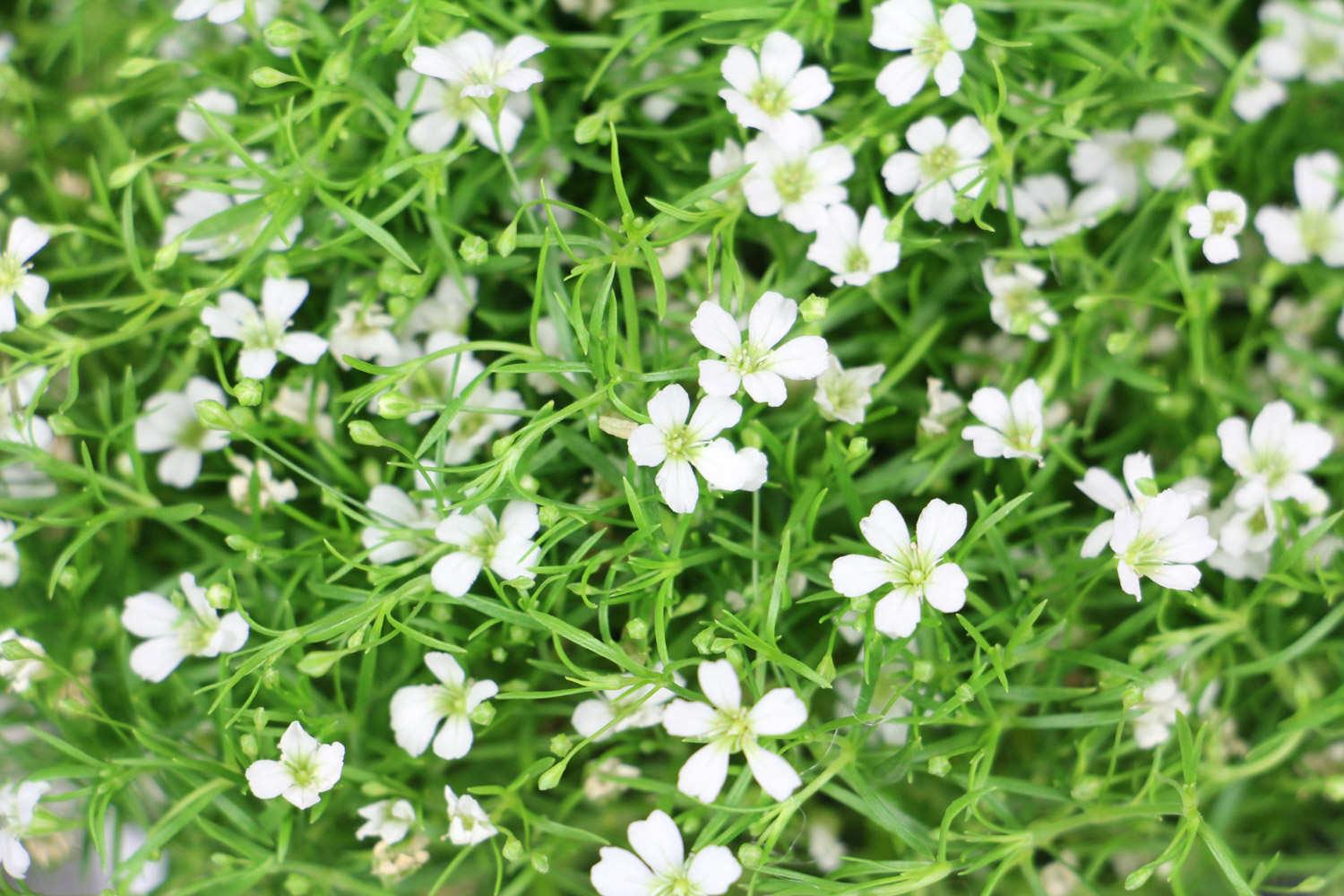 Gypsophila