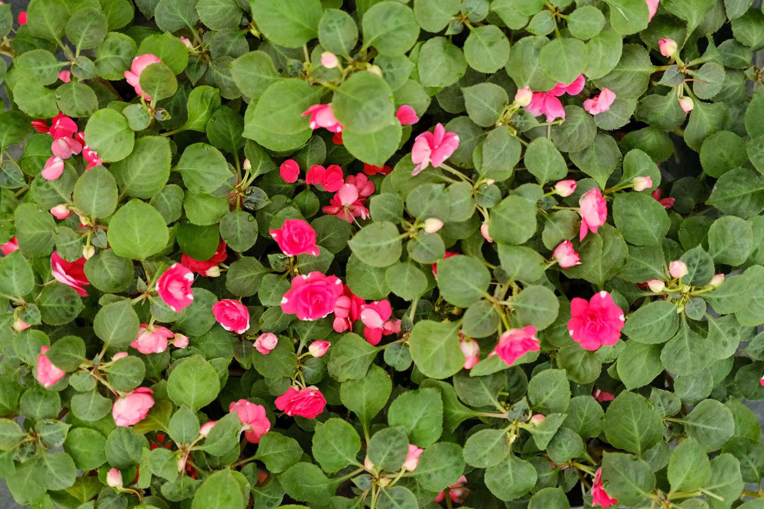  Impatiens