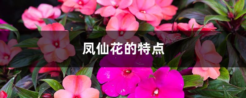 Characteristics of Impatiens