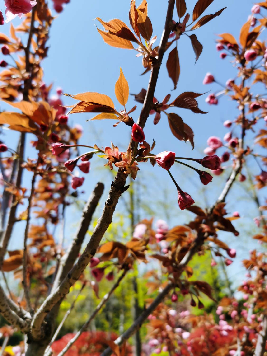 Sakura