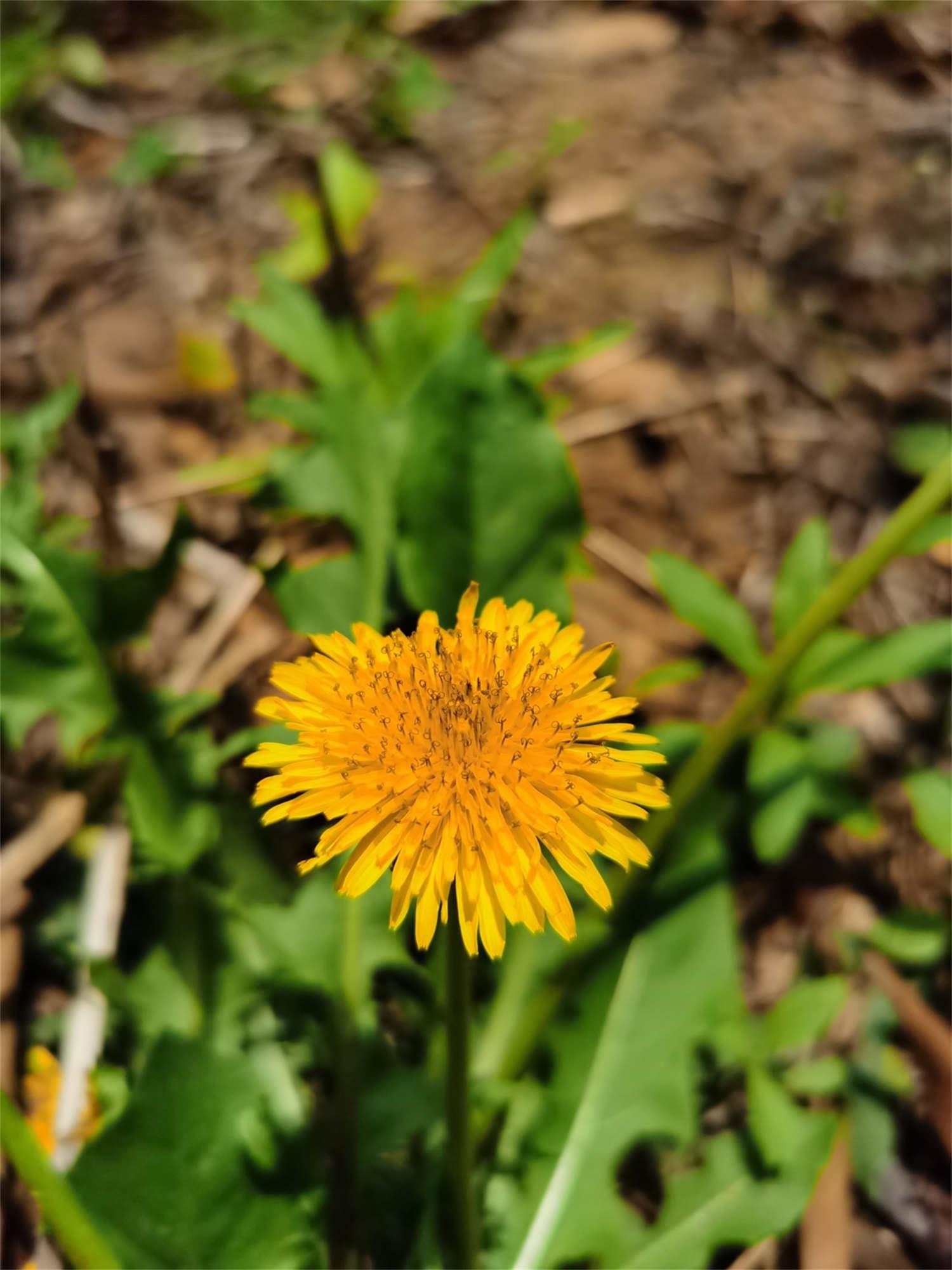 Dandelion