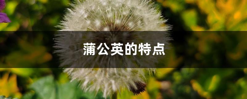 Characteristics of Dandelion