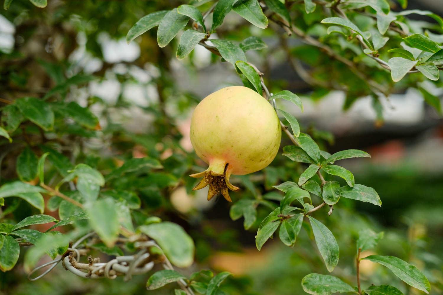 Pomegranate