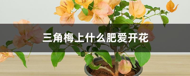 What kind of fertilizer is used on bougainvillea to make it bloom? In what month should we fertilize bougainvillea?