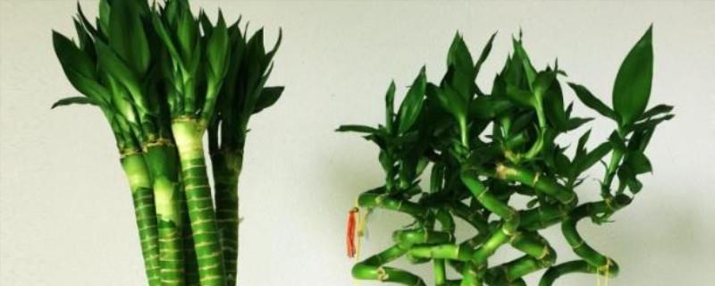 What water should be used to grow dragon bamboo, what should be paid attention to when growing dragon bamboo in water