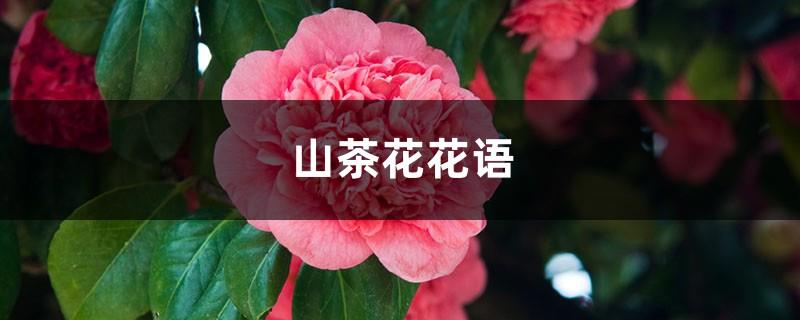 Camellia Flower Language