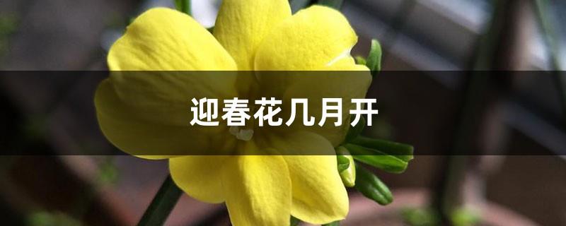 In what months do winter jasmine flowers bloom?