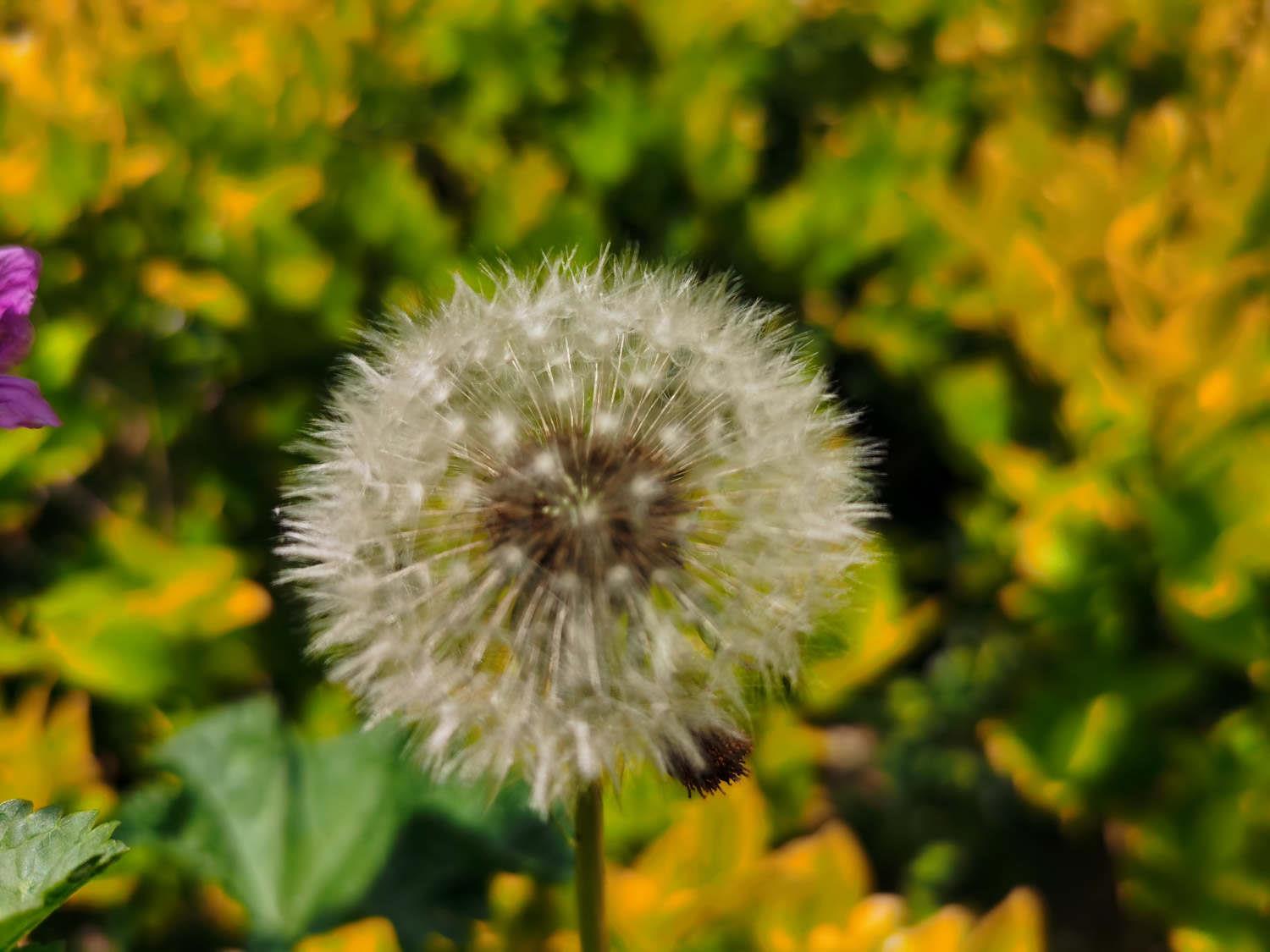 Dandelion