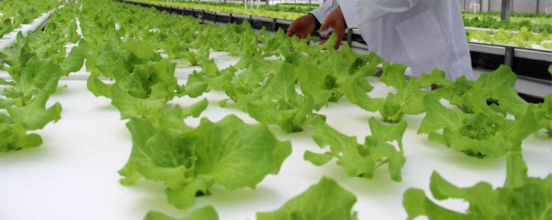 Soilless Cultivation of Vegetables