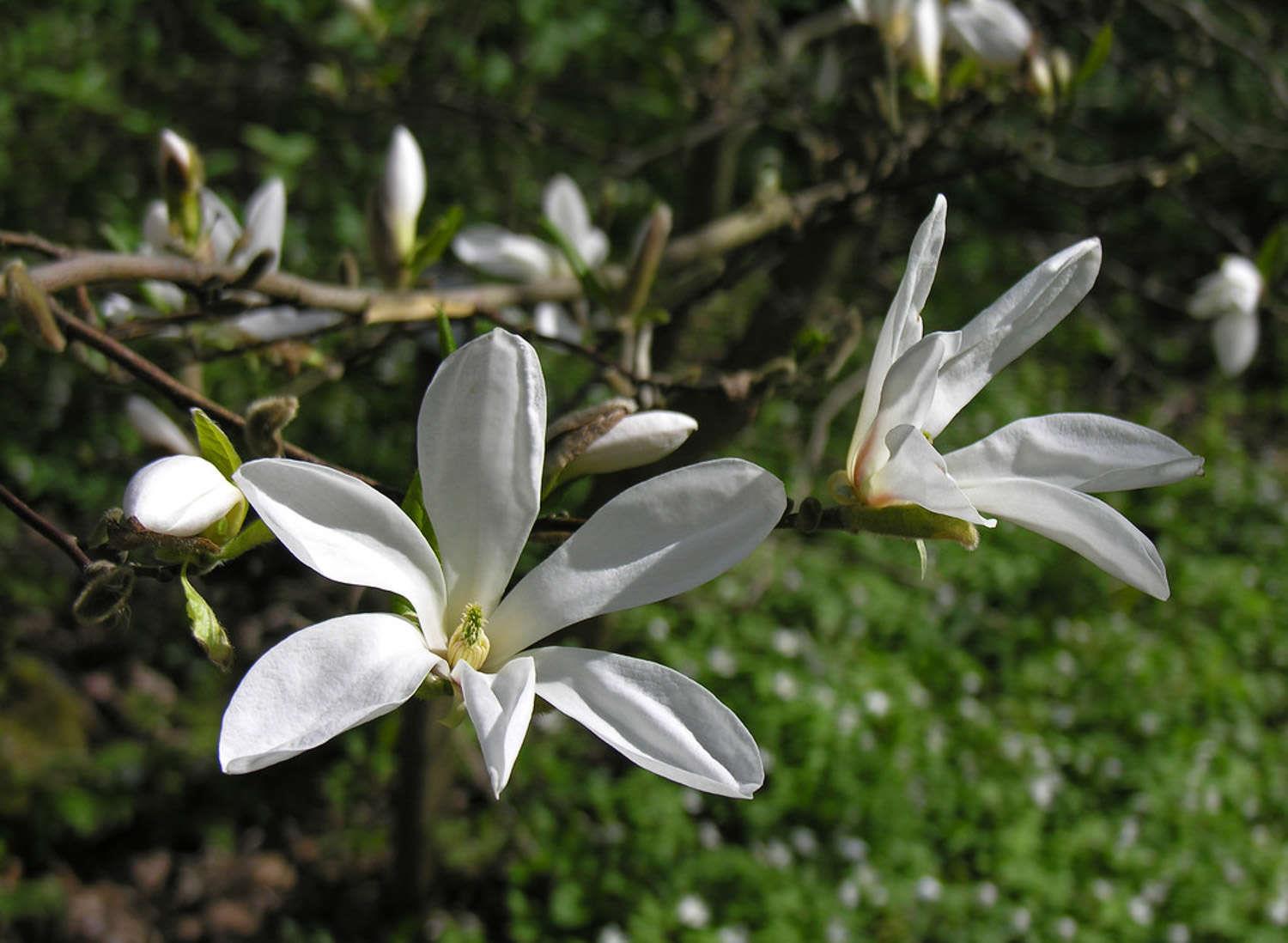 Magnolia