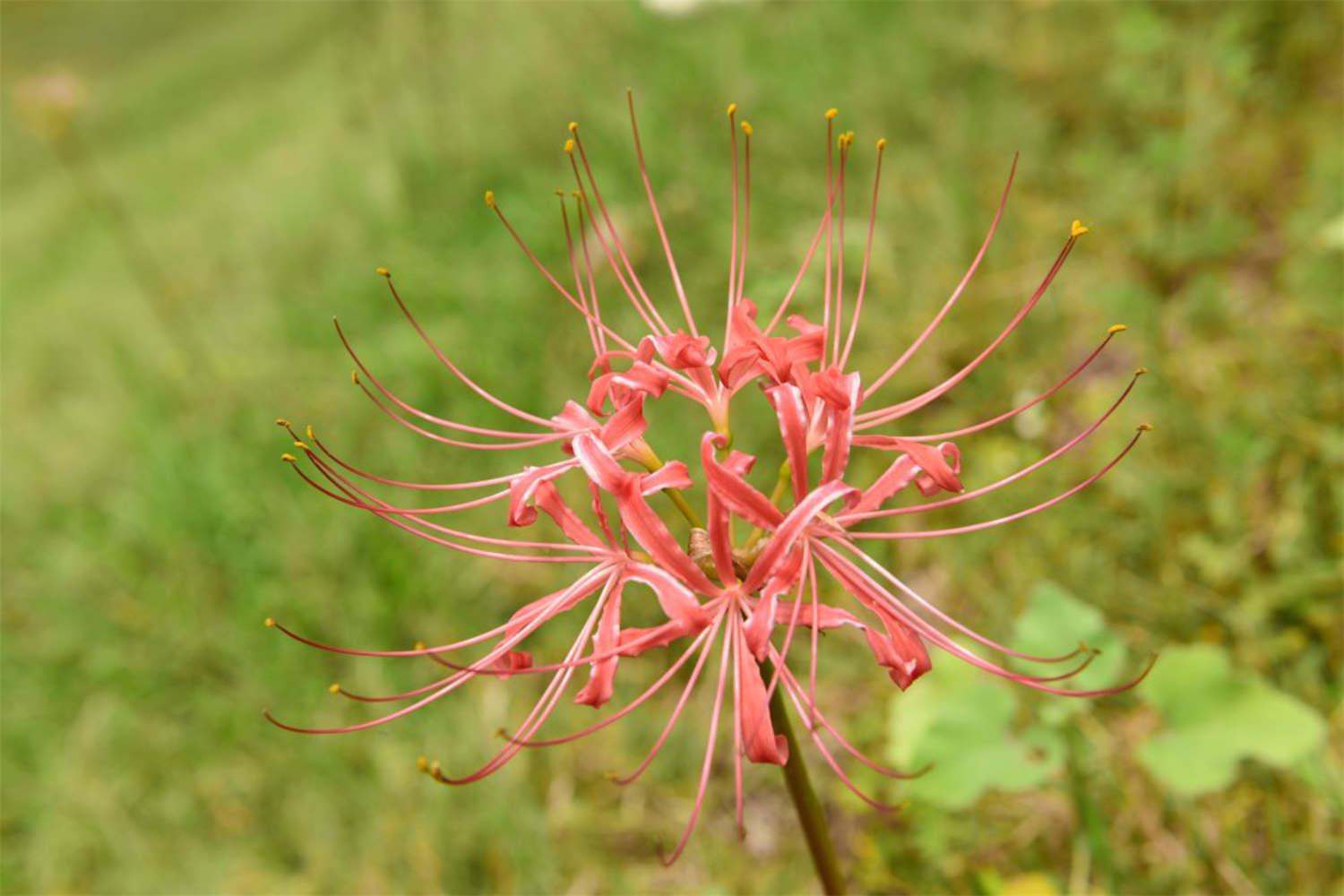 Lycoris Garlic