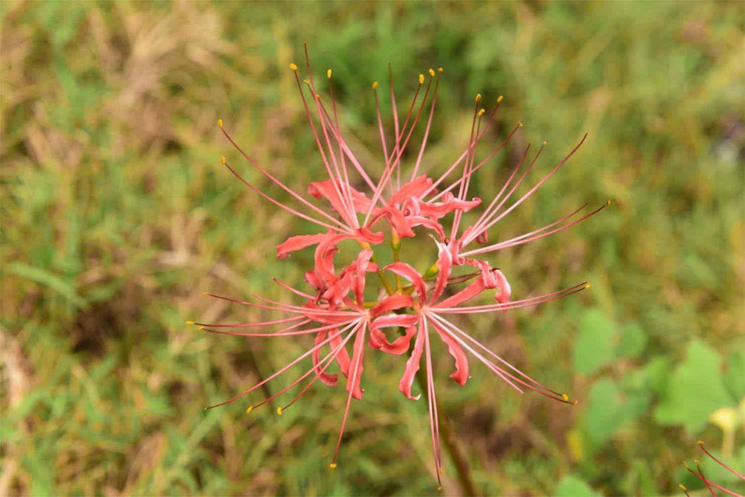 Lycoris