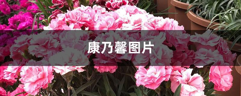 Pictures of Carnations (Introduction to Morphological Characteristics and Maintenance Methods)