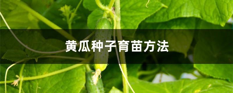 Cucumber seed seedling raising method