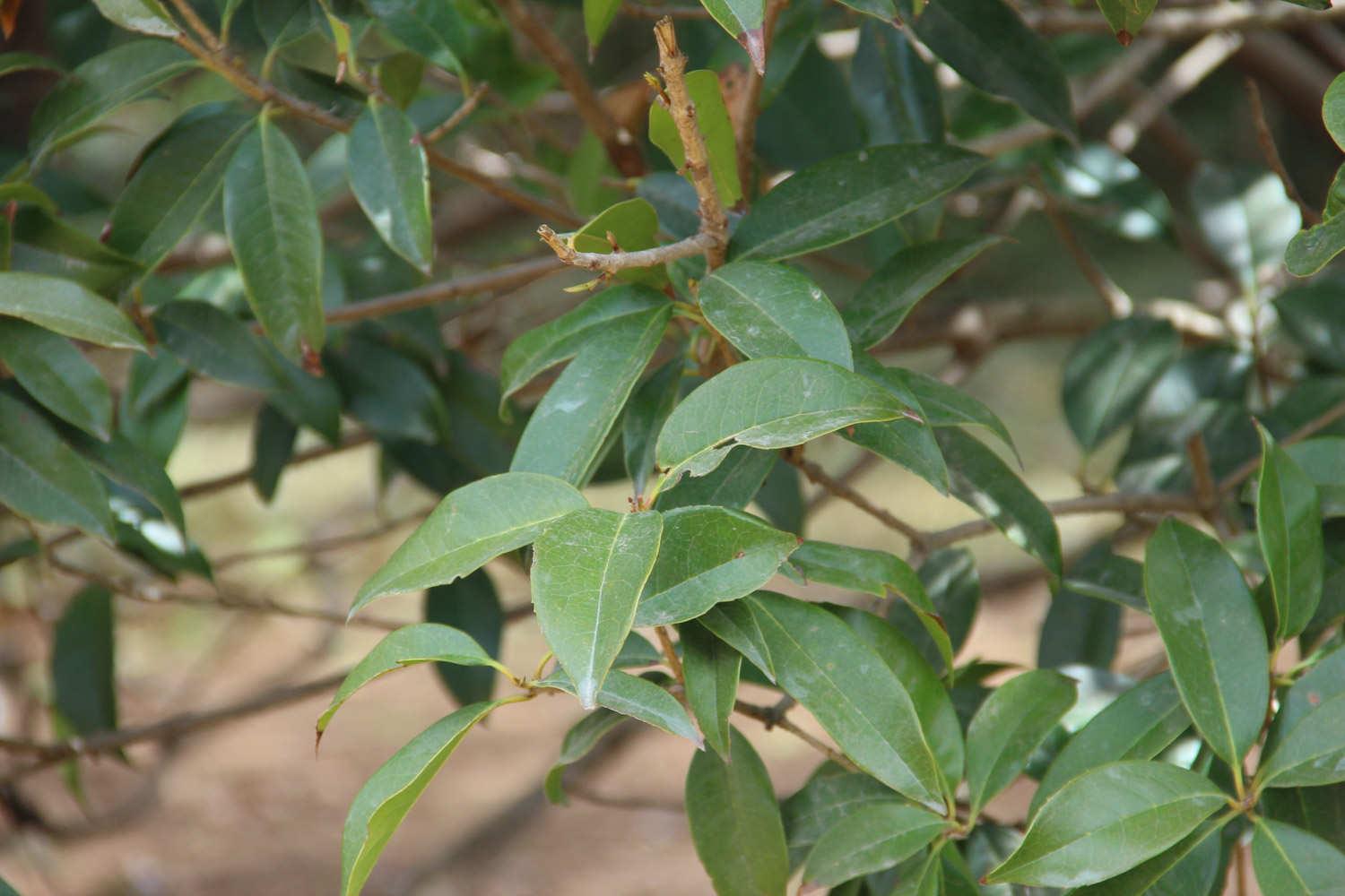 Osmanthus