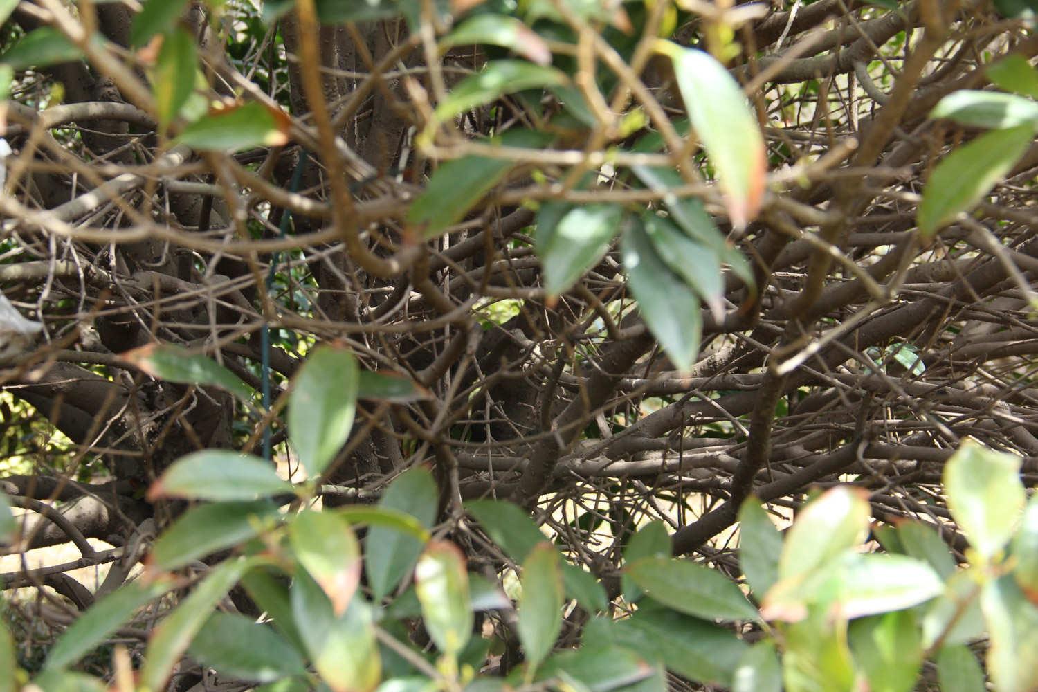 Osmanthus