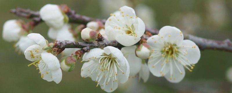 Winter wax plum cutting propagation technology