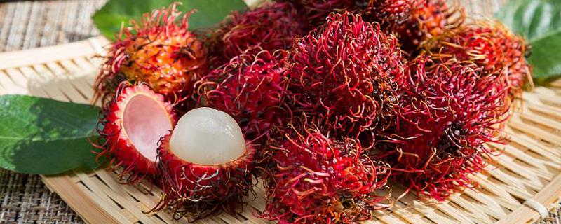 Tutorial on potted rambutan seeds