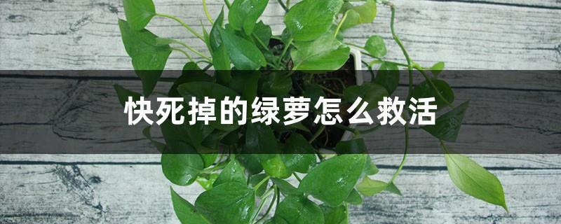 How to revive a dying pothos