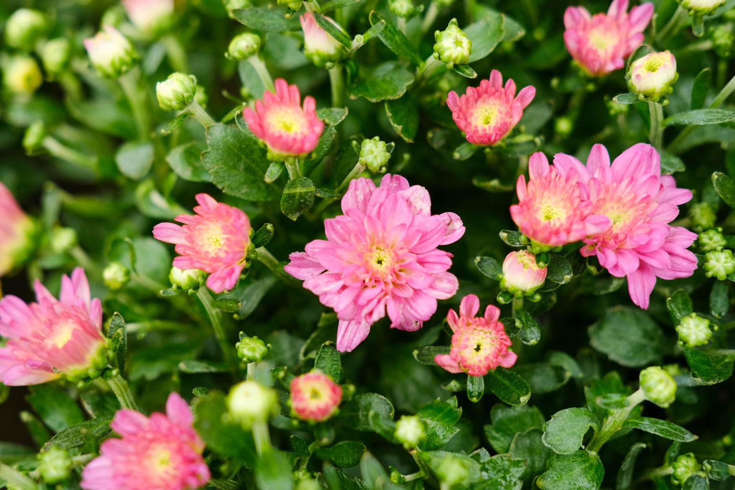 Chrysanthemum