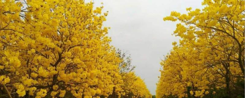 Yellow Flowers and Wind Chimes