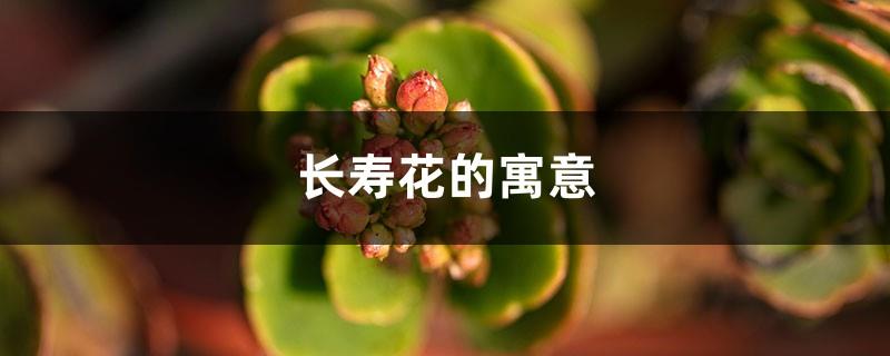 What is the meaning of longevity flower