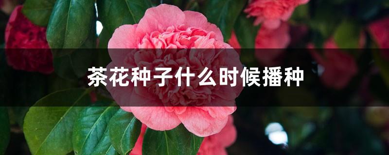 When to Sow Camellia Seeds