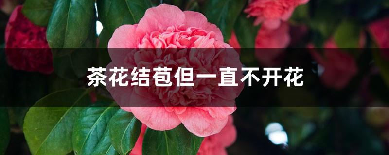 What is the reason why the camellia is in bud but never blooms