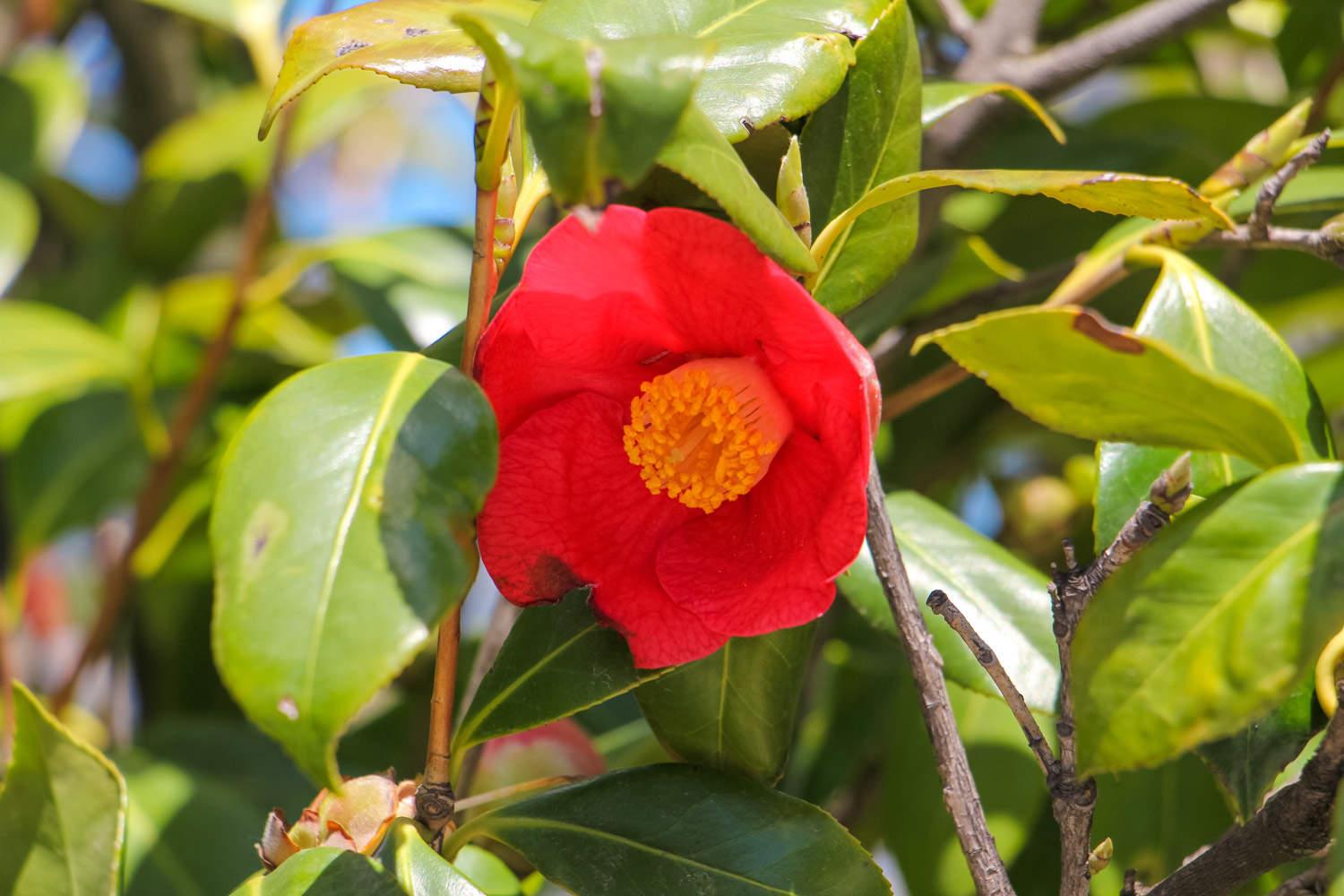 Camellia