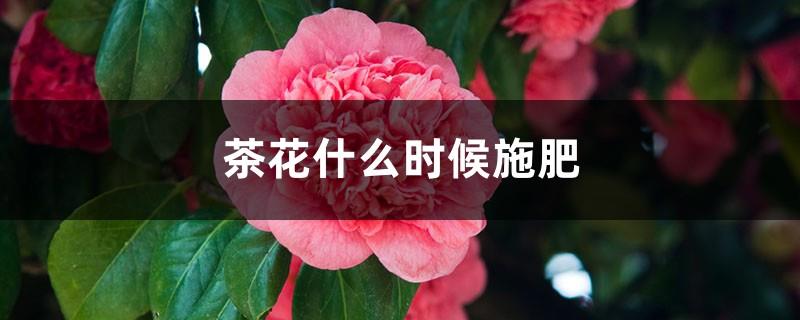 When to fertilize camellias