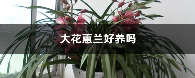 Is Cymbidium easy to raise?