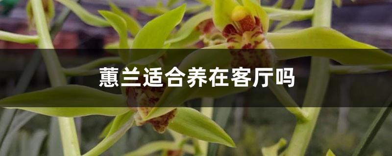 Is Cymbidium suitable to be kept in the living room