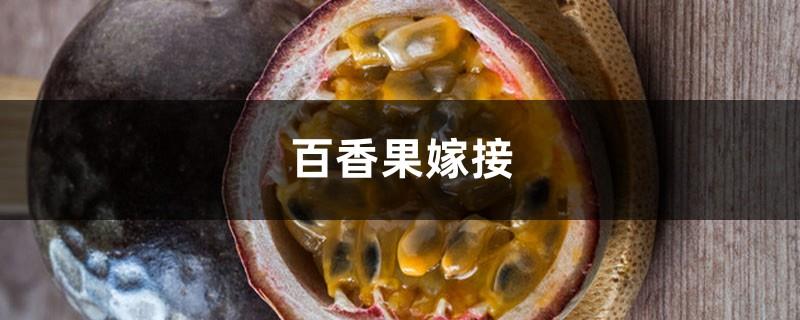 How to graft passion fruit