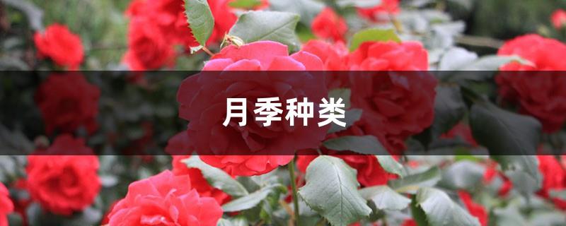 What are the types of roses