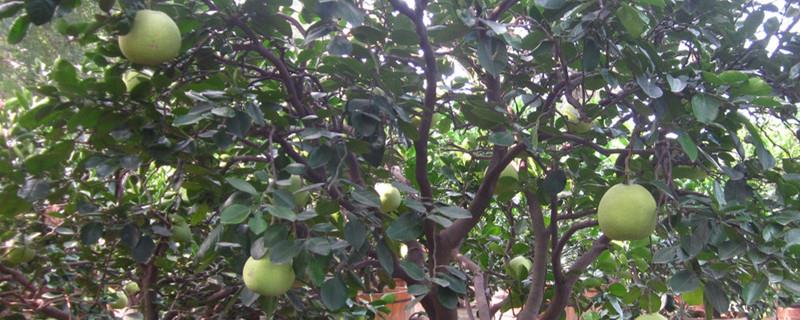 How to graft grapefruit trees with mixed oranges