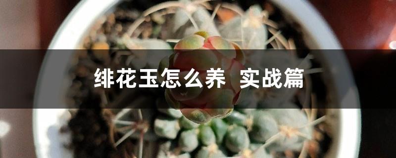 How to raise Feihua Jade for practical use