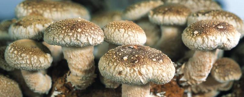 This is why white hair grows on the surface of mushrooms