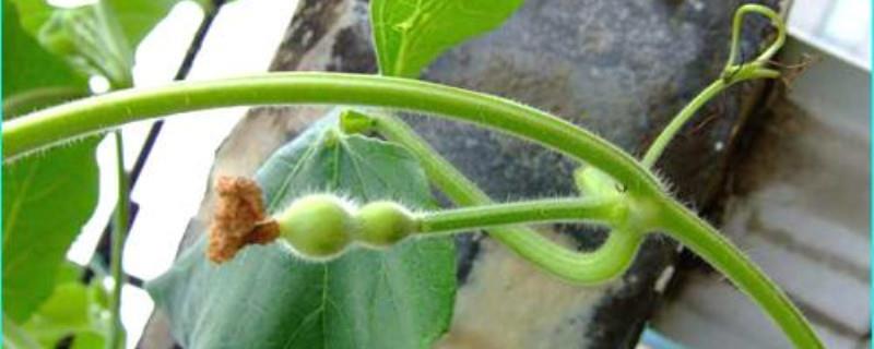 The growth order of gourds