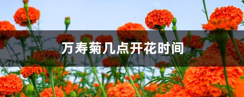 When is the flowering period of marigold and what time does it bloom