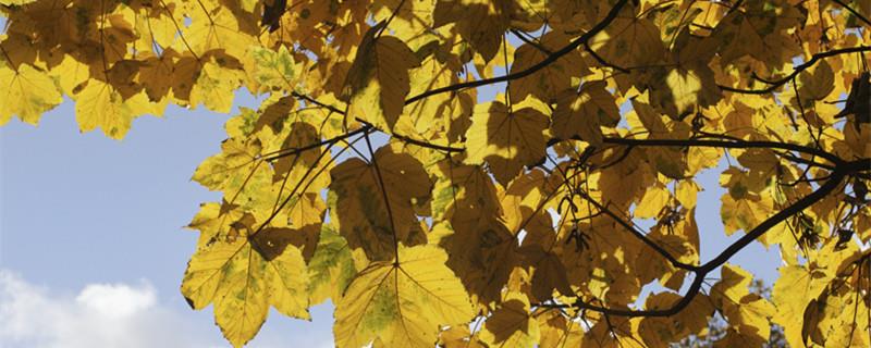 Do sycamore trees lose their leaves in winter?